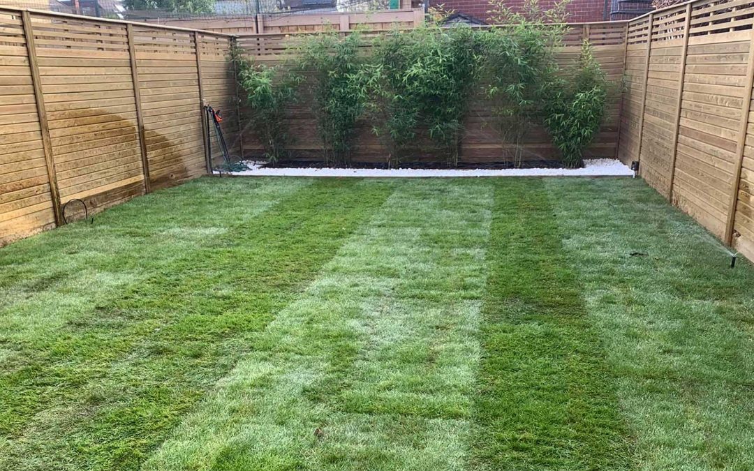 My grass is looking dry, when should I water it?